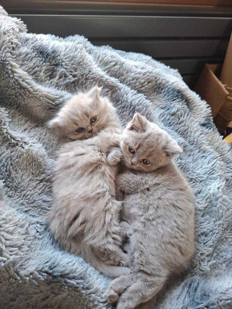 Kittens ready for loving homes