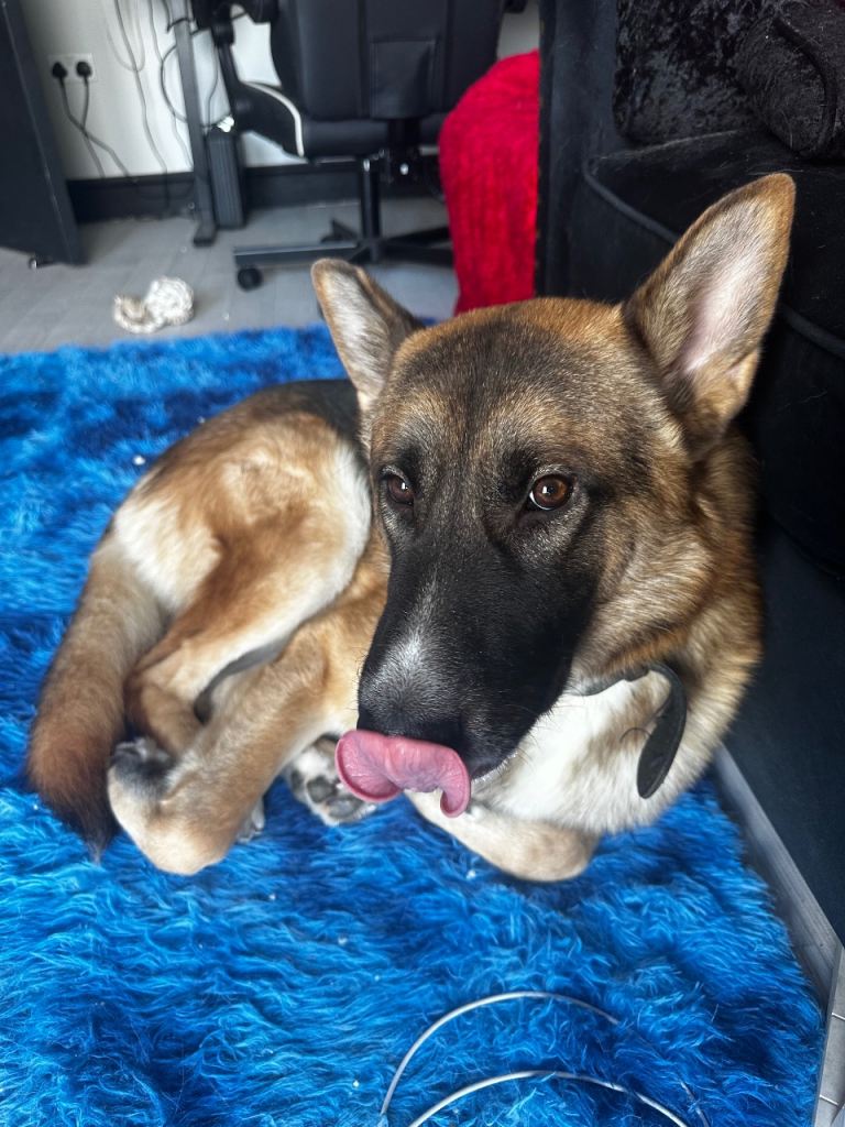 2 year old German Shephard/Akita Mix