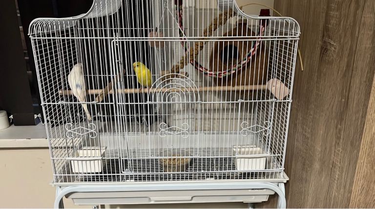 Bird cage