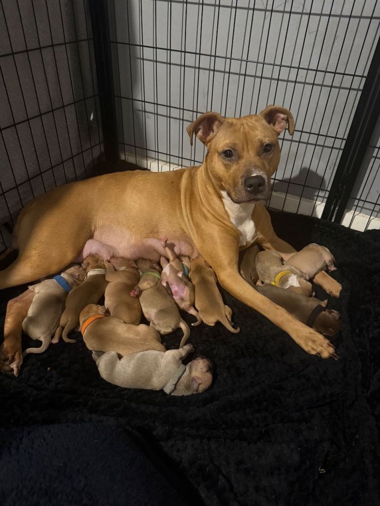 Bully breed pups