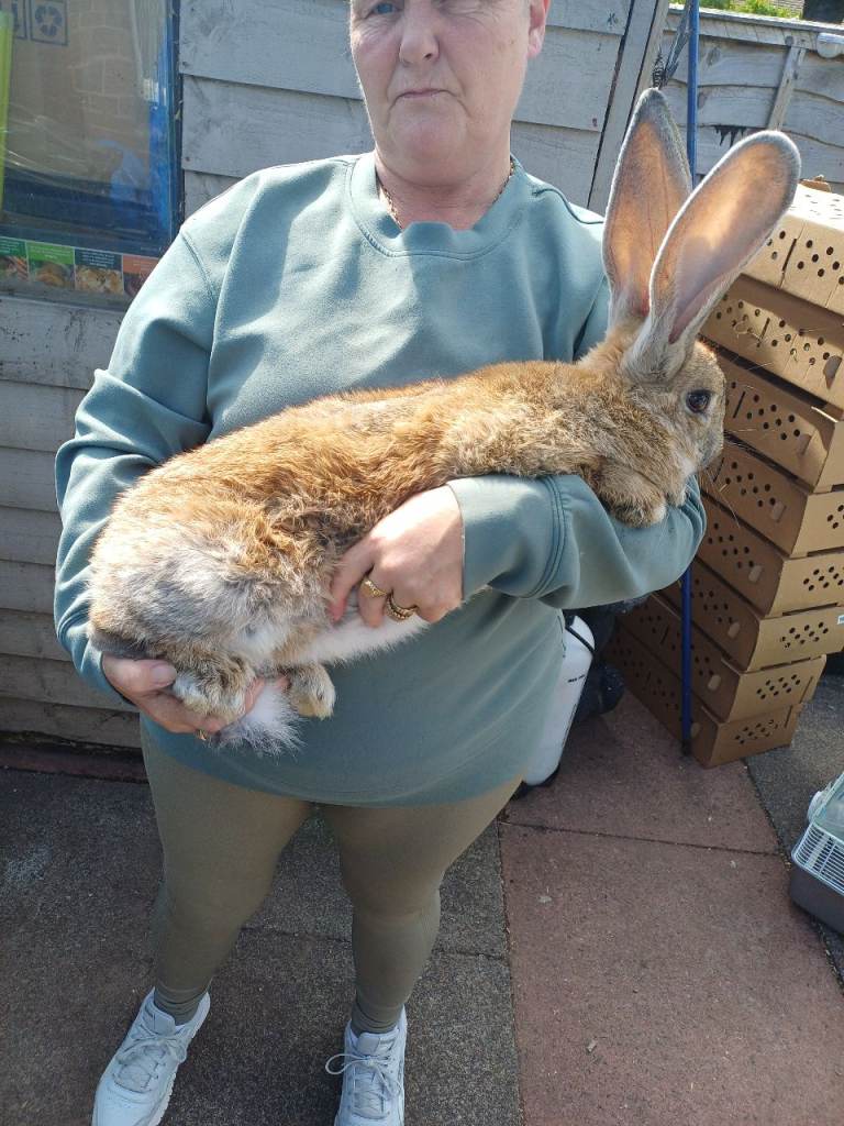 Continental rabbit 7months old