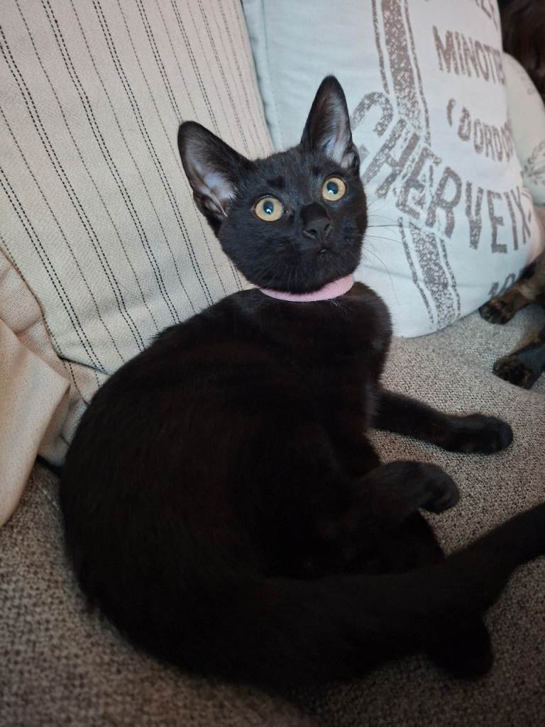 Gorgeous black Kitten 