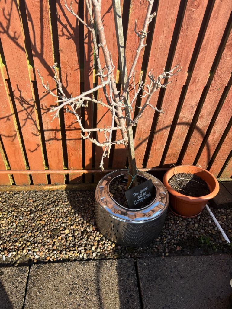 2 Apple trees in Stainless steel metal planters