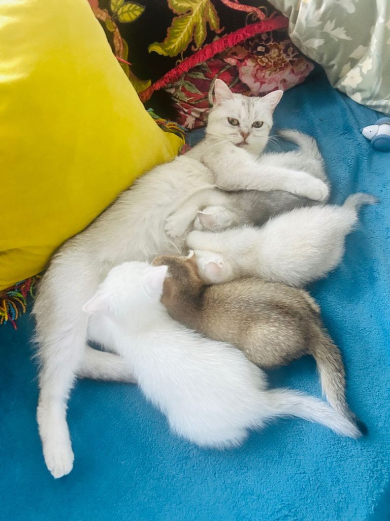 Beautiful kittens looking for Love