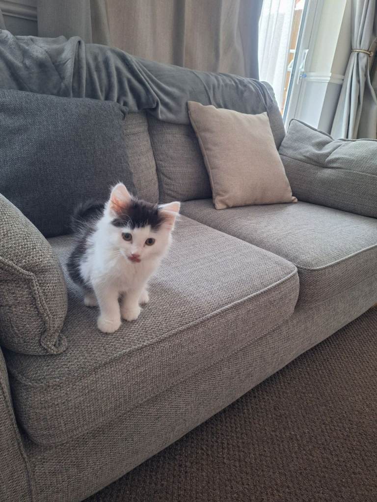10 week old male kitten 