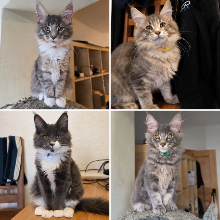 Beautiful Maine Coon Kittens