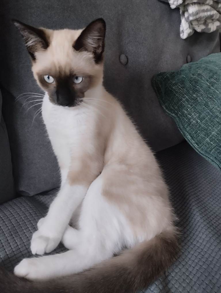 Ragdoll male kitten 