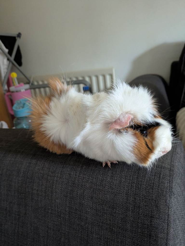 Male Guinea Pig 