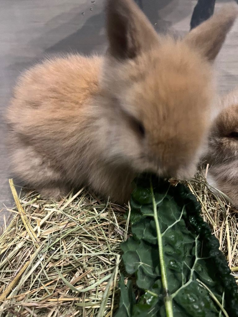 Lionhead Rabbits 