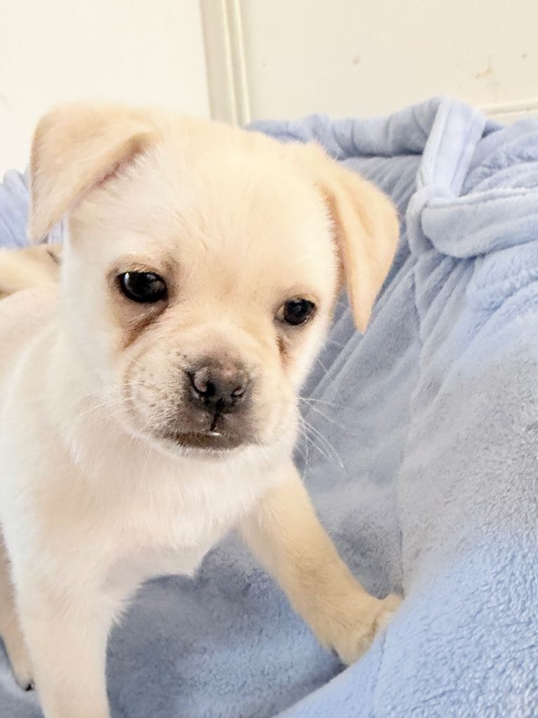 Pug x Pomeranian Puppies!