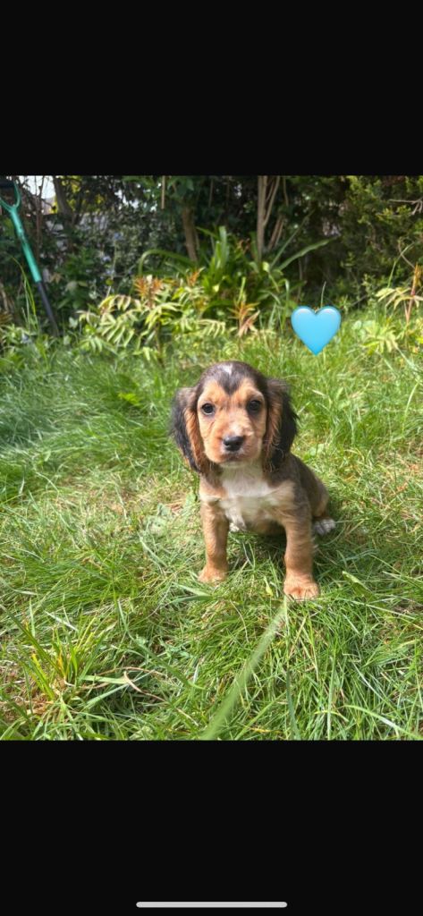 Cocker spaniel puppies