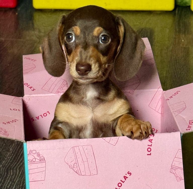 Dachshund females