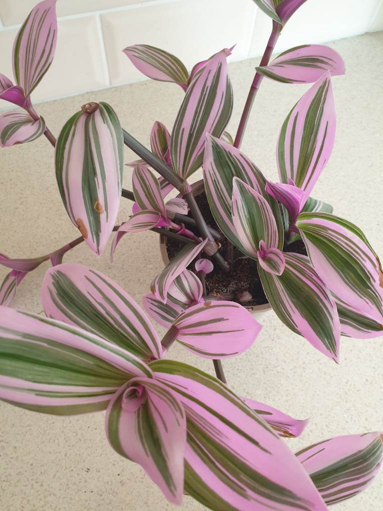 Beautiful Trailing House Plant – Pink and Green Variegated