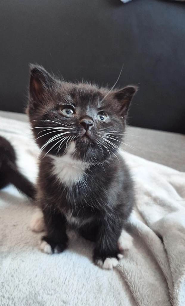 Stunning Blue Shorthair Kittens