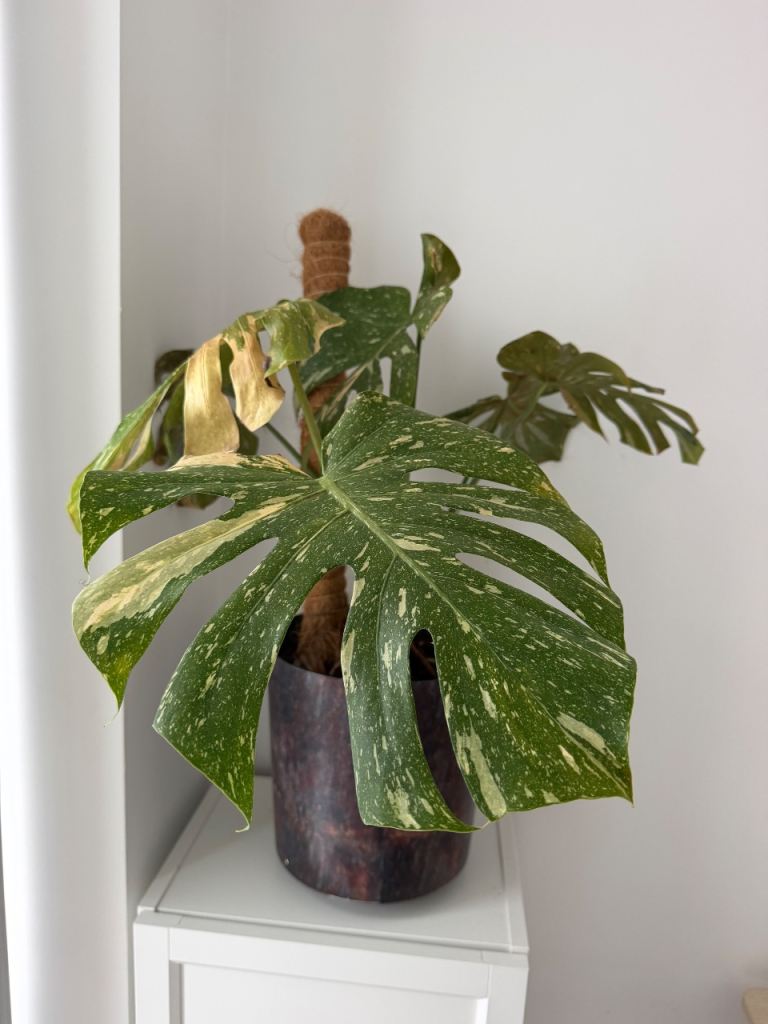 Variegated Monstera House Plant with Coco Coir Pole 