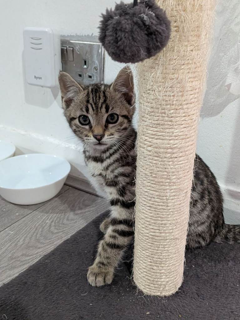 2 Bengal kittens