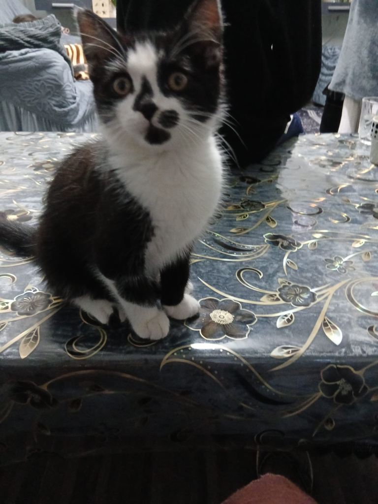Kitten