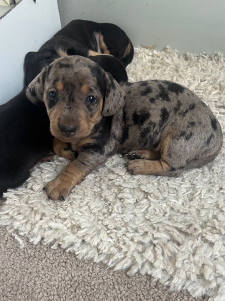 Dachshund puppy’s 