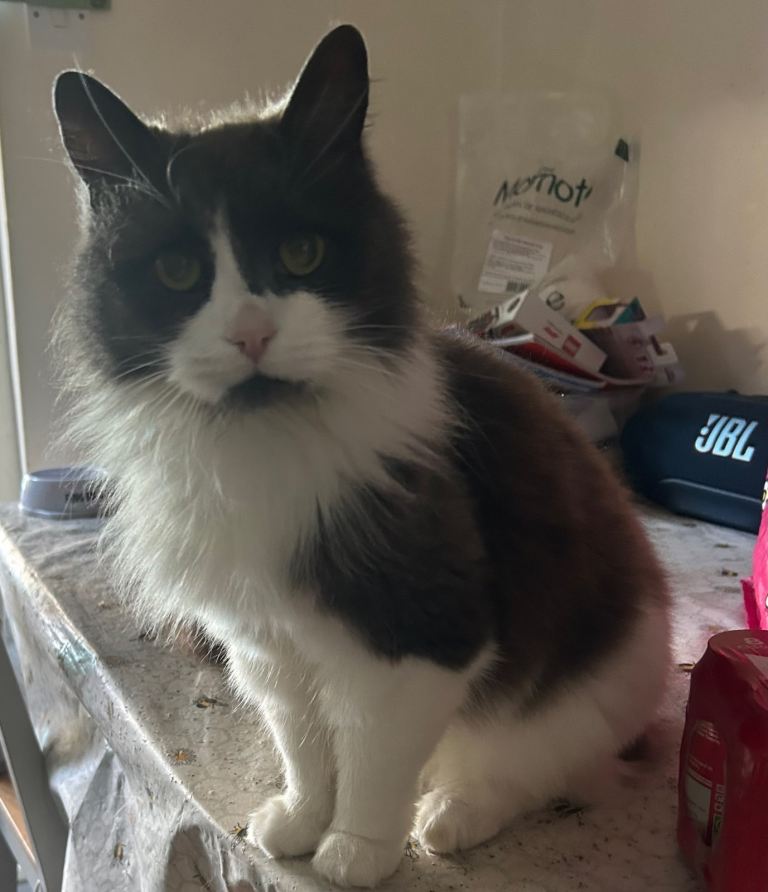 Mainecoon cat male