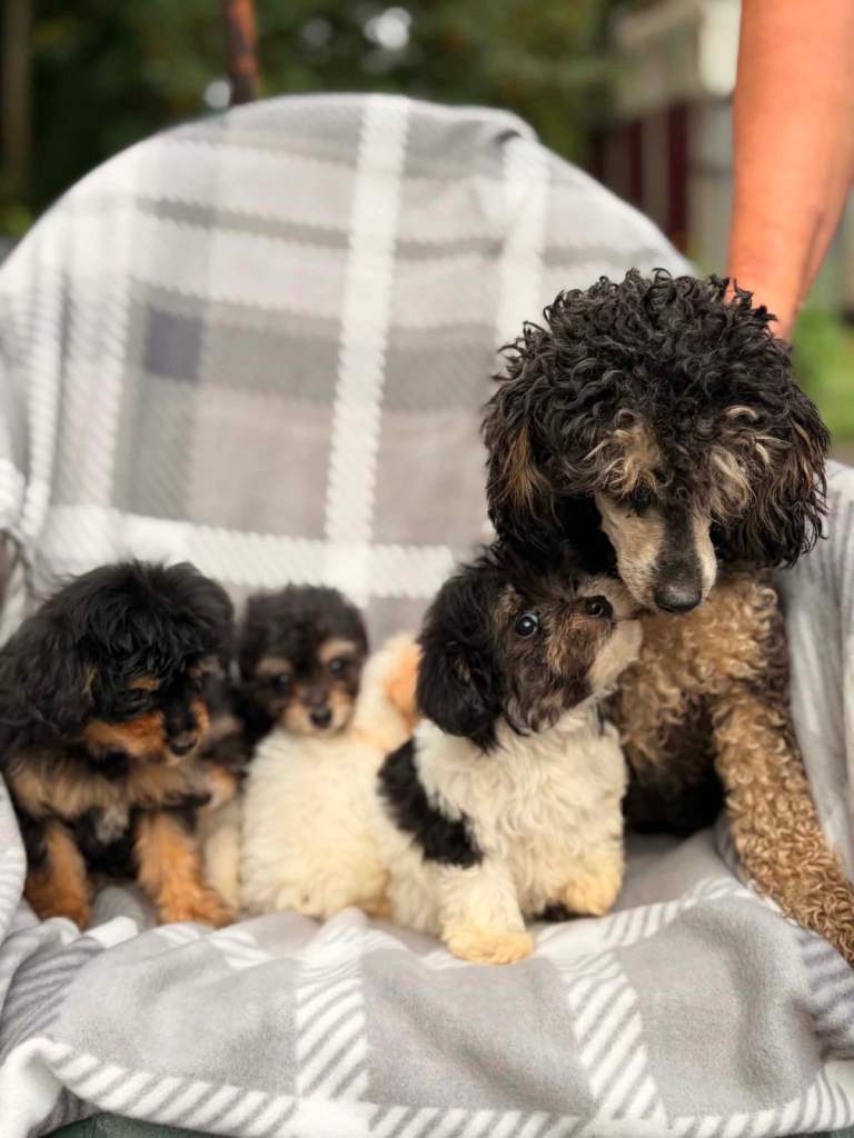 Toy poodle cross chihuahua puppies 
