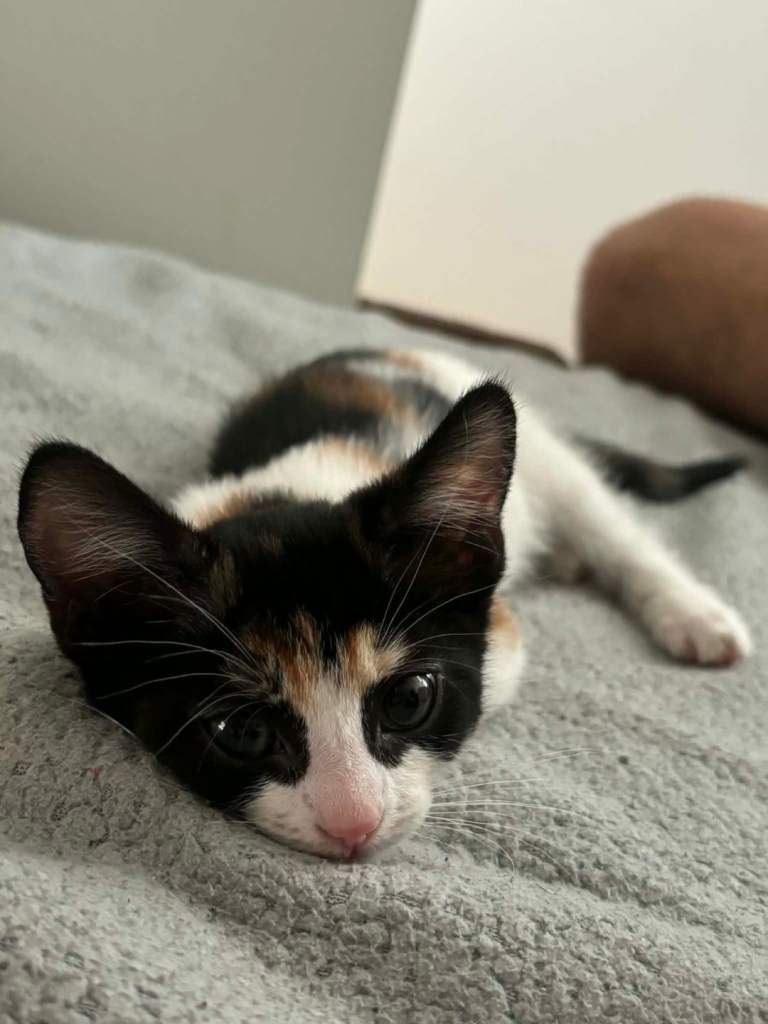 Beautiful 12 week old kitten