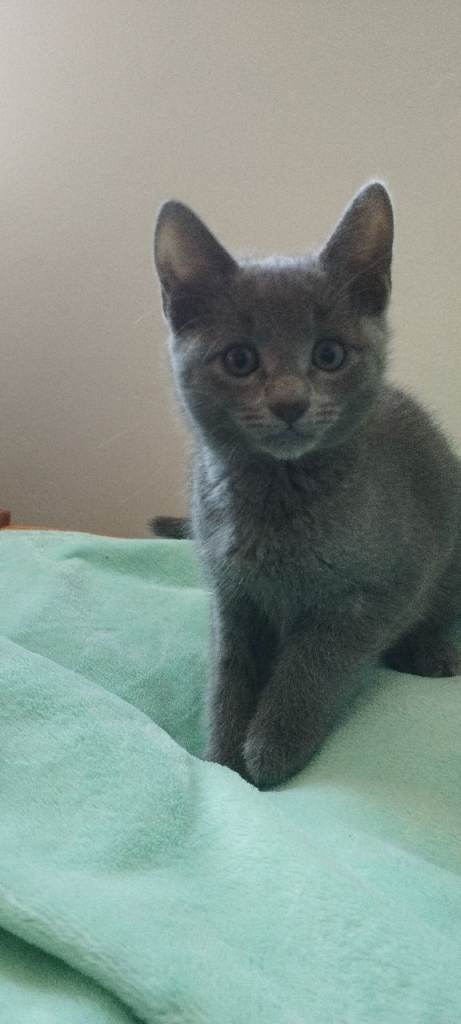 Russian blue kitten girl 