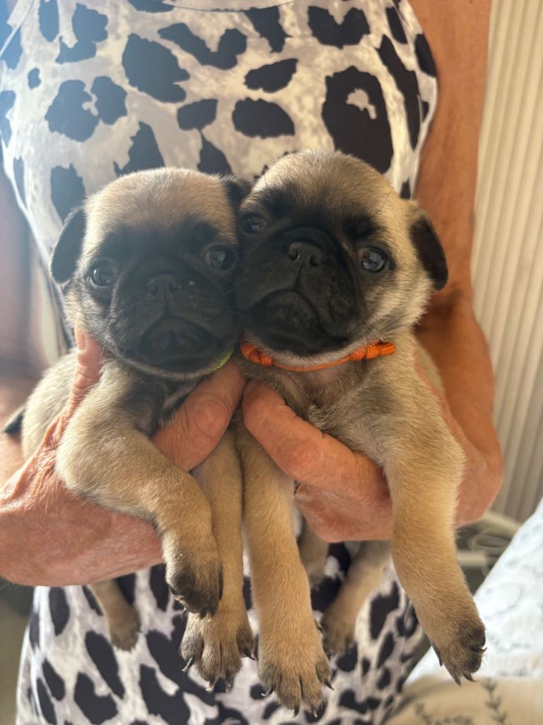 Full pedigree pug puppies. 