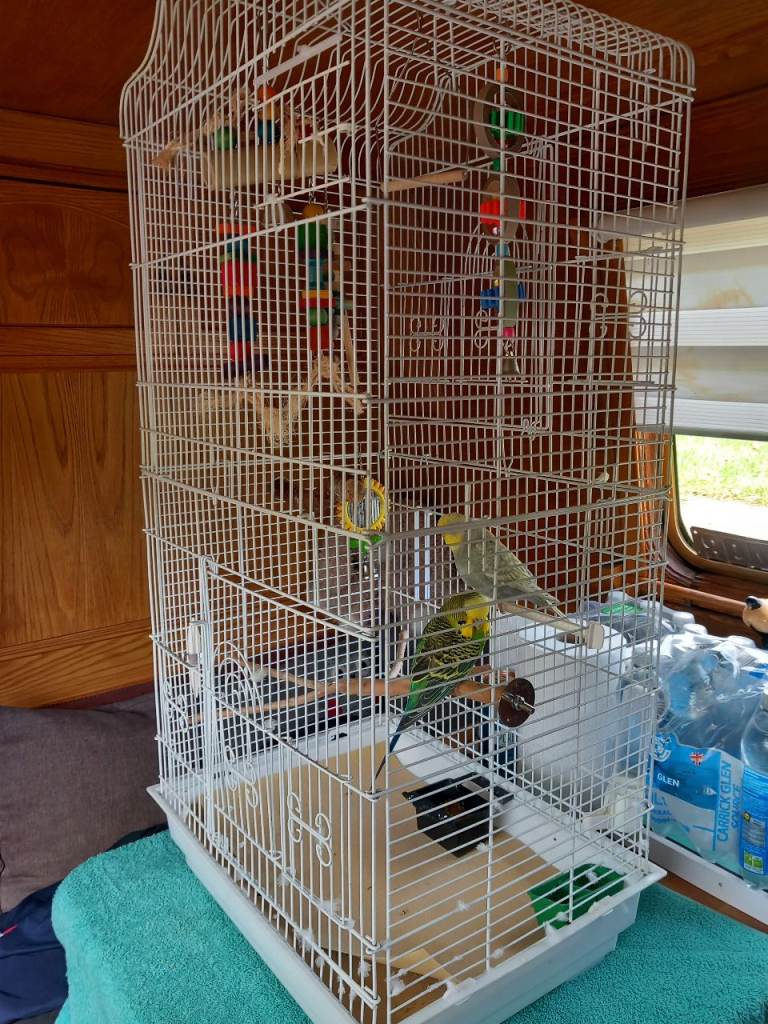 Budgies 