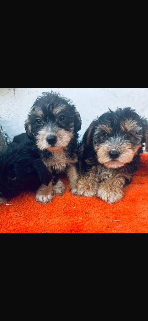 Yorkies for sale 