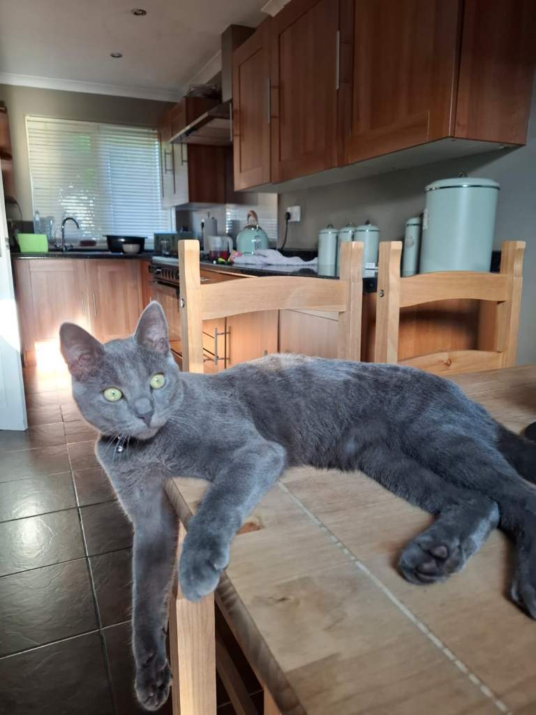 British Shorthair X Russian Blue 