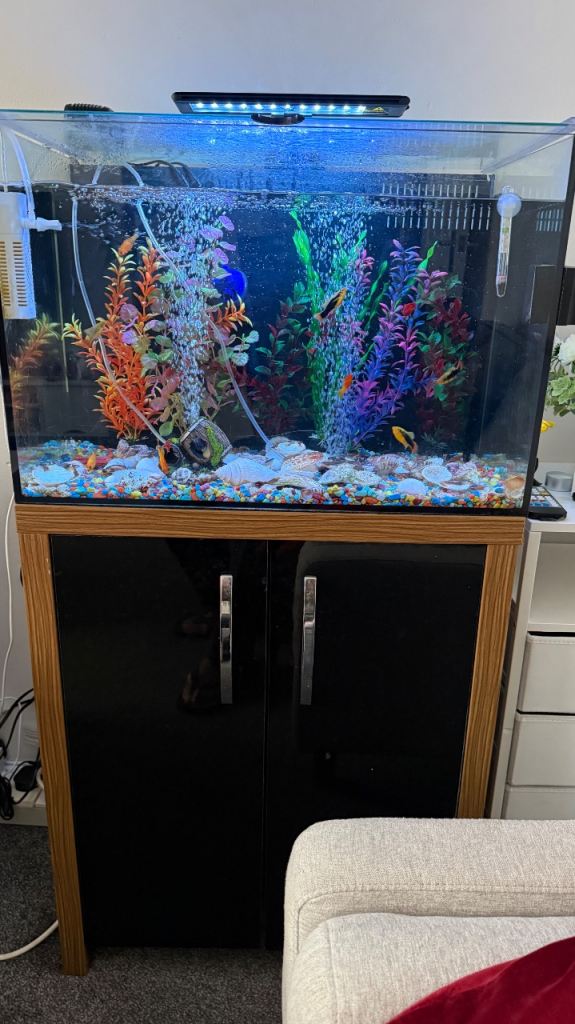 Fish tank and fish and aa accessory include