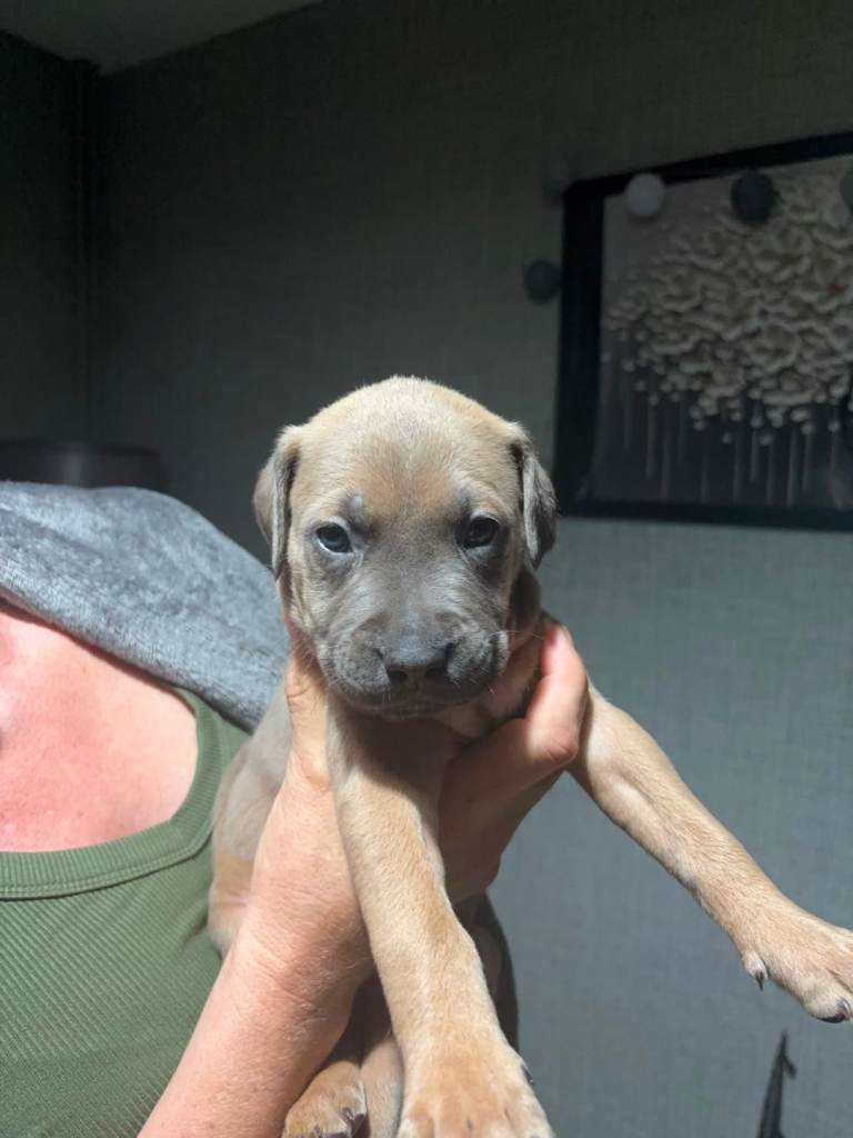 Cane corso puppies 