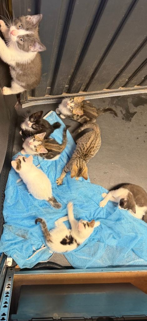 Kittens cats 