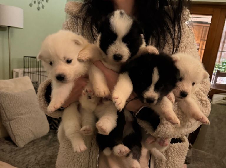 Samoyed x husky