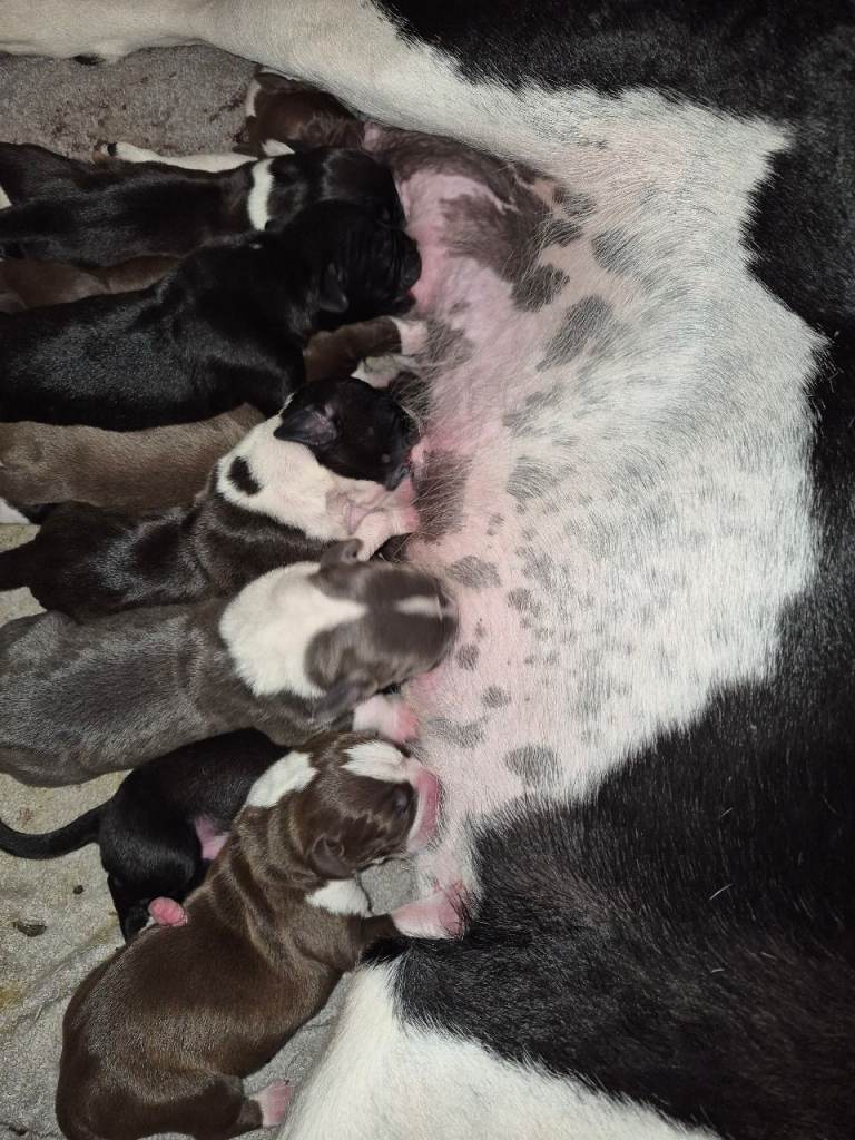 Beautiful mixed breed puppies