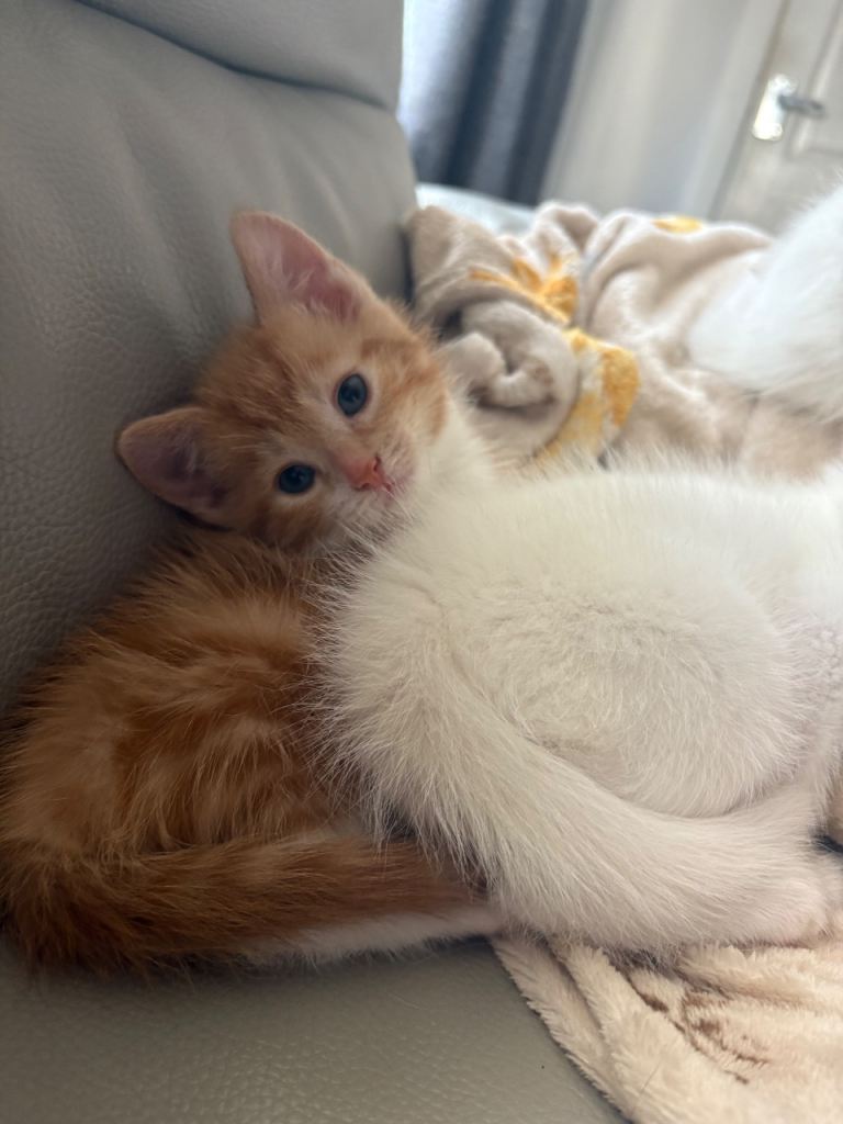 2 male & 1 female kittens