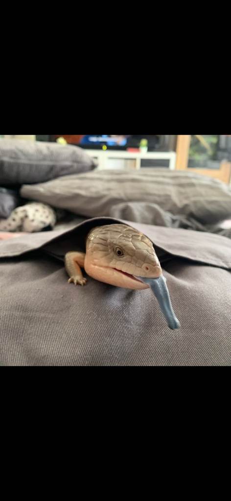 Bearded dragon and Blue tongued skink 