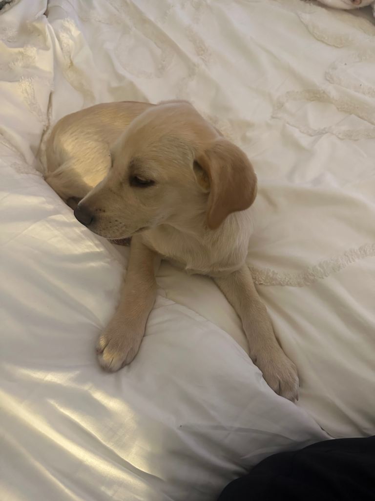 11-Week-Old Female Labrador Puppy – Loving Home Wanted 
