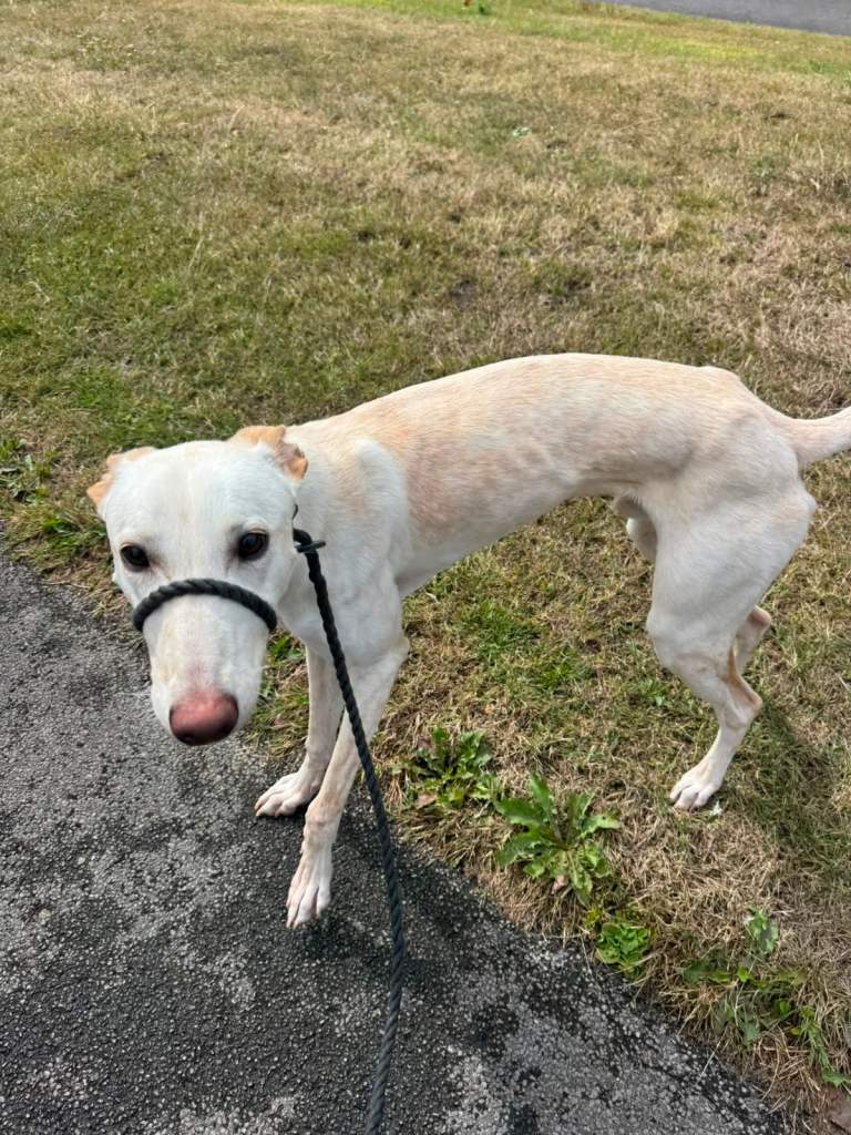 9 Month Old Male Lurcher Cross — Good Home Wanted, Ingleby Barwick