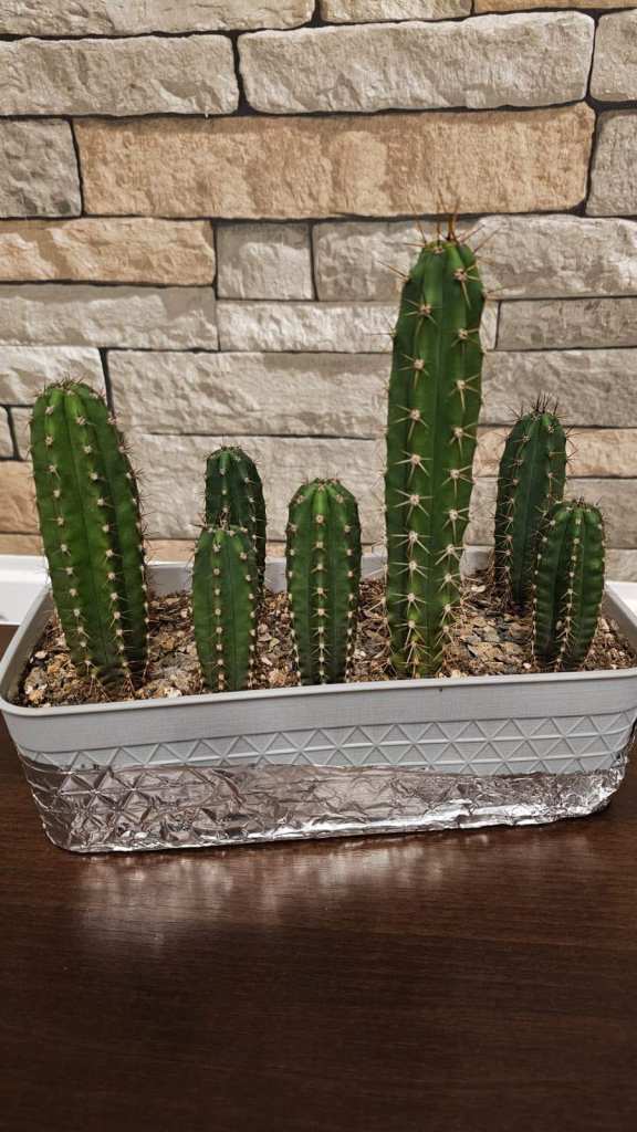 San Pedro Cactus Collection (Trichocereus pachanoi)  – Ornamental Live Plants