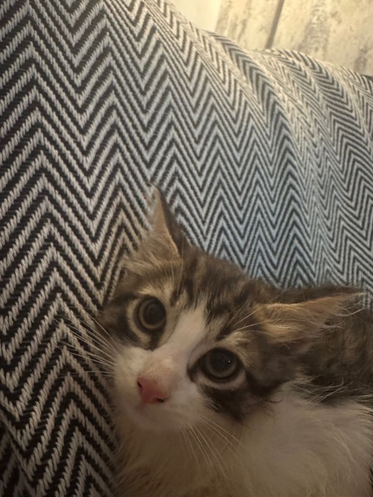 Kittens for sale 