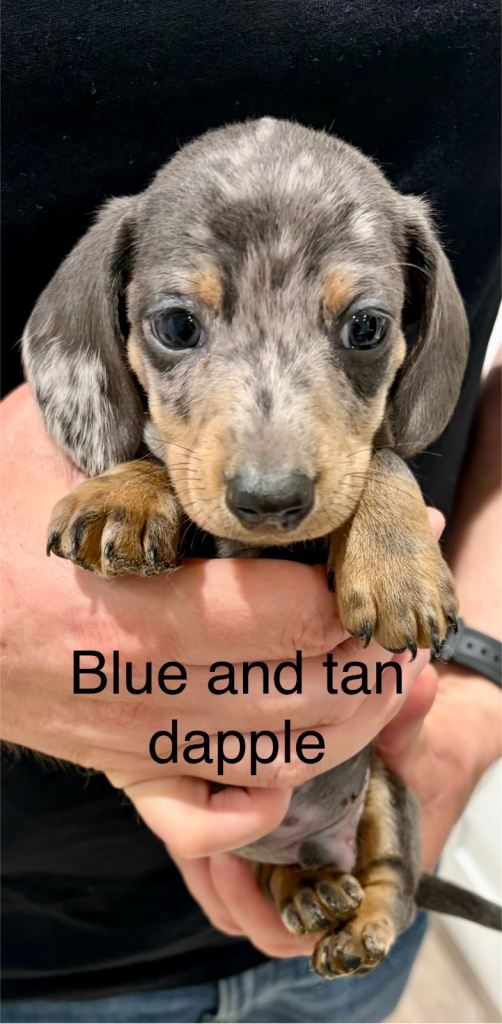 Miniature dachshund 