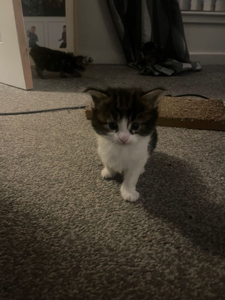 Maine coon x Ragdoll breed kittens for sale