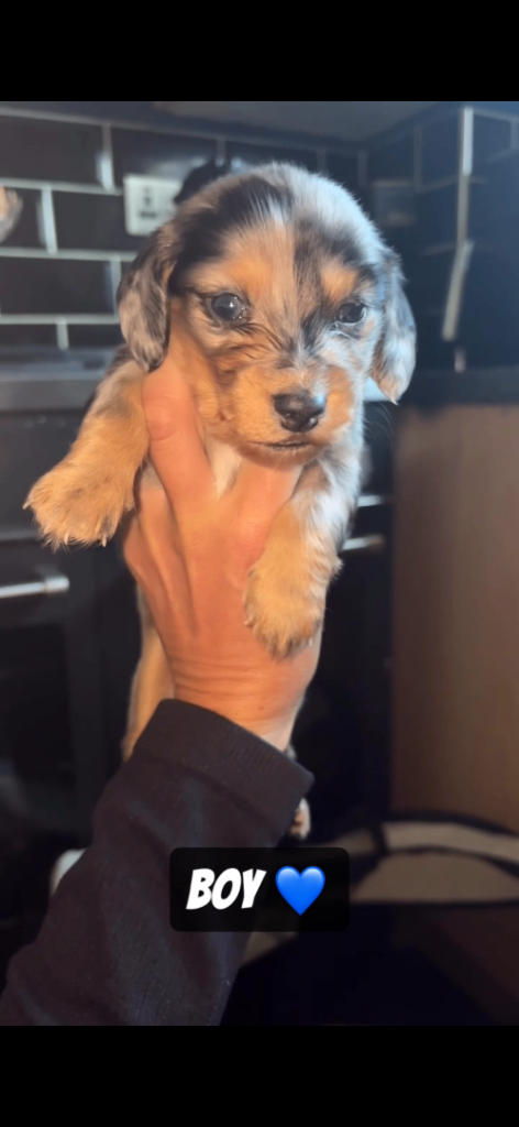 Long haired miniature dachshunds 