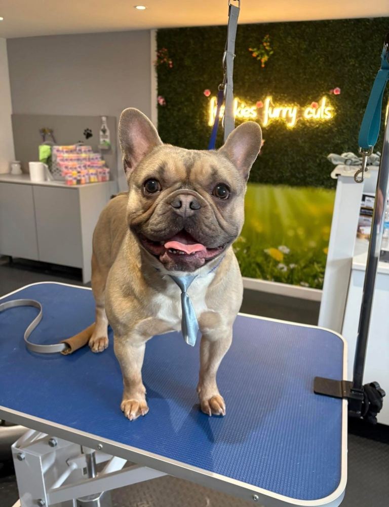 Male Frenchie