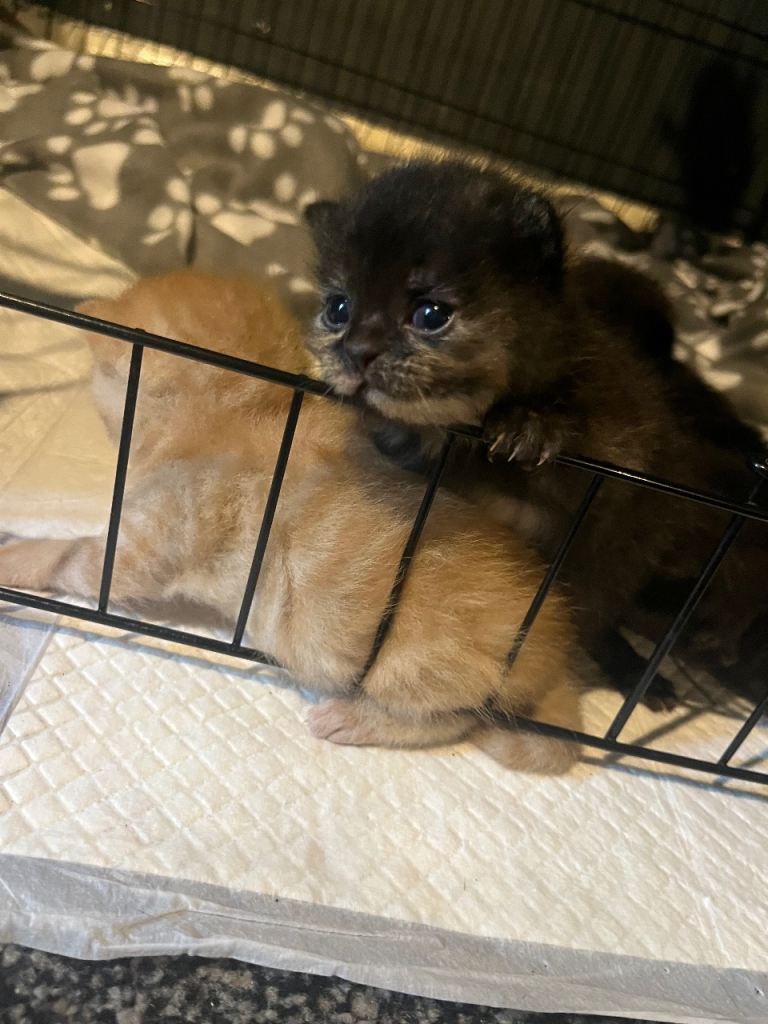 Kittens 