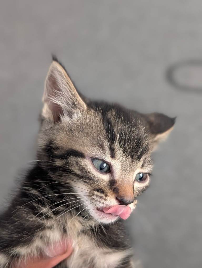 Kittens for sell!
