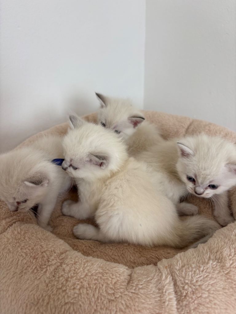 Ragdoll kittens for sale x 