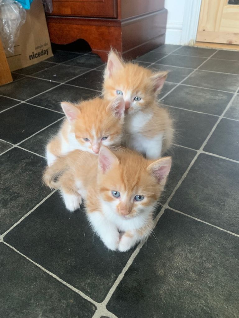 Cute kittens
