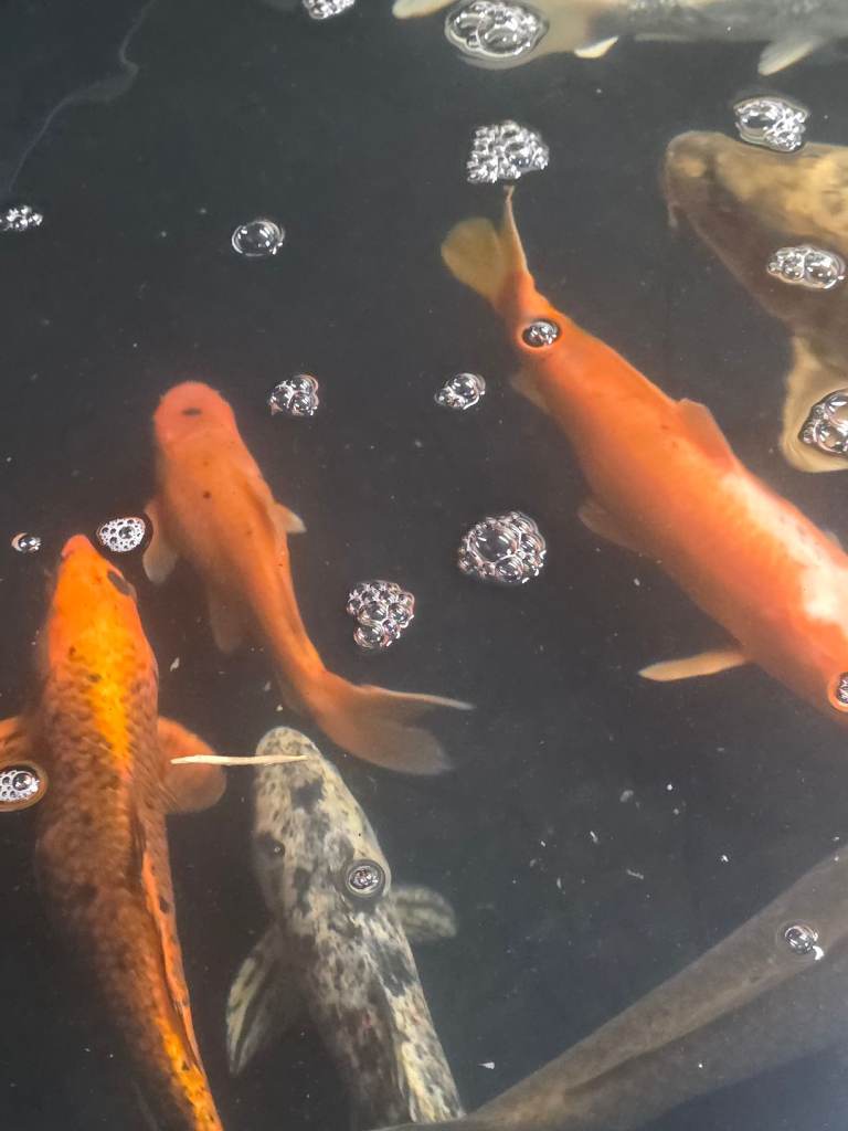 Koi
